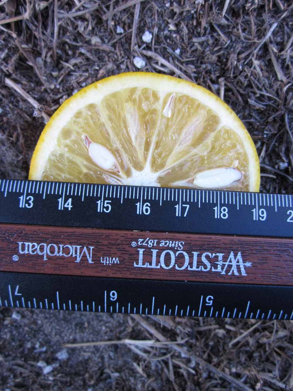            Fruit cross-section (Winter Haven, FL)   